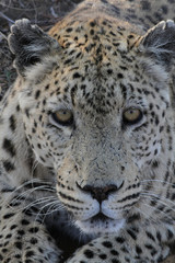 Fototapeta na wymiar Namibian Leopard