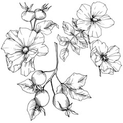 Wildflower rosa canina in a vector style isolated. Black and white engraved ink art. Vector flower for background, texture, wrapper pattern, frame or border.