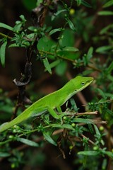 A Carolina anole, also known as an American green anole, cautiously tilts its head at Yates Mill County Park in Raleigh North Carolina