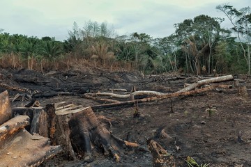 result of the deforestation of the rainforest with burnt down fields and extensive logging