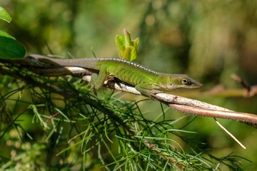 A Carolina anole, also known as an American green anole, is in the midst of transitioning colors at Yates Mill County Park in Raleigh North Carolina