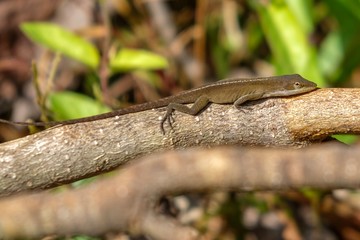 A Carolina anole, also known as an American green anole,  turning to brown while on a branch at Yates Mill County Park in Raleigh North Carolina