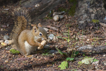 Naklejka na ściany i meble red squirrel eating a peanut