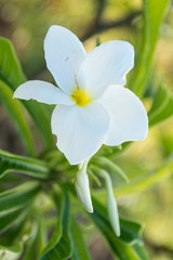 Obraz premium Desert flowers Venezuela