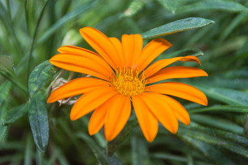 daisy flower Mexico