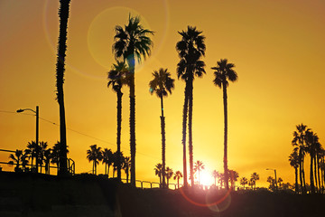 Beach sunrise with palm trees