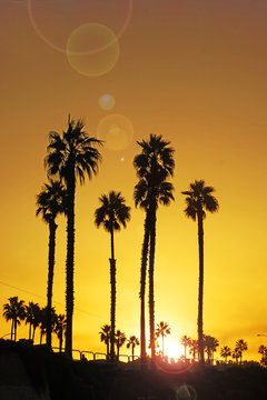 Beach sunrise with palm trees