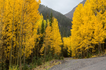 Winding rural road scenic mountain colorado fall autumn color aspens