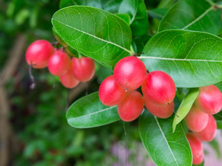 Carunda or Karonda bunch ripe pink or red fruit,herb or medicine, high vitamin c,antioxidant,colorful fruit