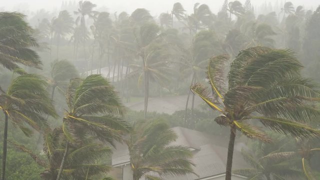 High Winds and Rain Blow Palm Trees in Tropical Storm