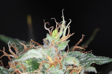 Naklejka na ściany i meble marijuana flower blooming medical cannabis plant