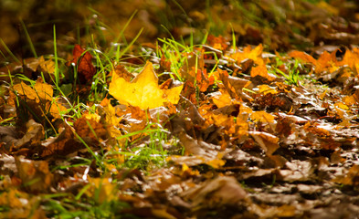 autumn leaves in the forest