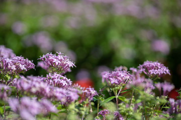 ピンク色のペンタスの花