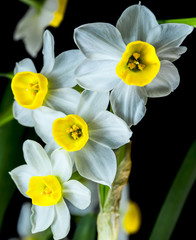 Narcissus is a beautiful flower.