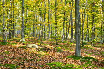 Forest in the beautiful autumn colors on a sunny day.