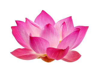 Lotus on white background