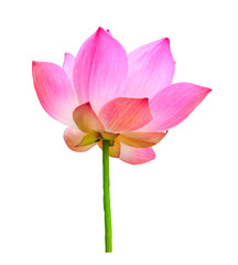Fototapeta na wymiar lotus flower on white background