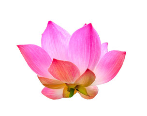 Fototapeta na wymiar lotus flower on white background