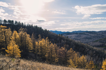 Autumn mountain forest landscape