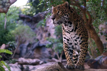 Foto op Canvas leopard on the stone © Sergey Gulyaev