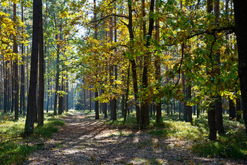 Forest in the beautiful autumn colors on a sunny day.
