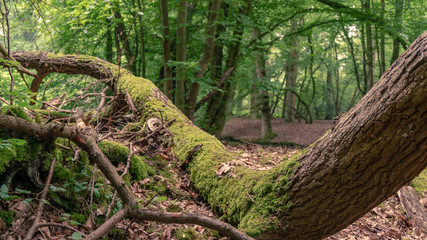 Obraz premium tree in the forest