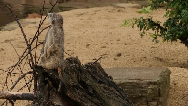 A meerkat is sitting up on a tree stump, looking around.