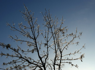 Fototapeta na wymiar Frozen branches of the trees with ice on the background of a cloudless sky, the backlight