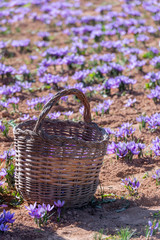 Fototapeta na wymiar Collection of saffron, with a wicker basket