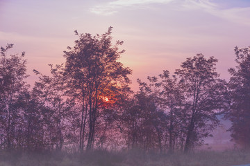 Obraz na płótnie Canvas Sunrise in the park in the early misty morning