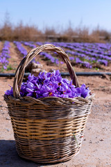Collection of saffron, with a wicker basket