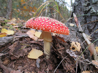Amanita forest leaves mushroom nature plant wood