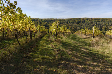 Naklejka premium vineyard on a sunny day