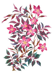 Red Leaf  Rose. Branch with flowers isolated on white background