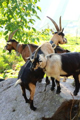 Goats stand on the rocks 