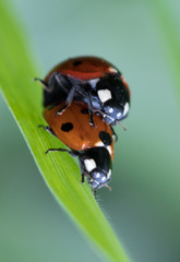mariquita en su ambiente con macro
