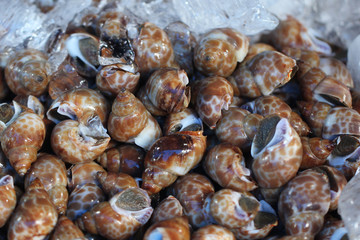 group of captured living Freshwater clams, shell animal in ocean fresh market seafood restaurant, delicious gourmet