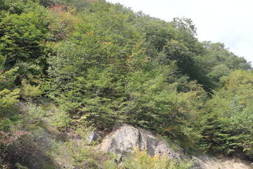 Green little plants on rock