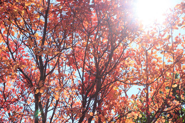 Branches of trees in forest  on October
