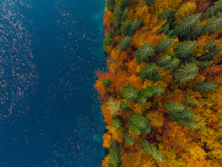 Blue water lake edge and autumn forest, top down from above