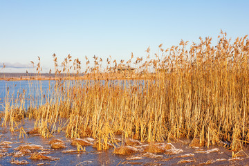 Beautiful winter day at a reedbed