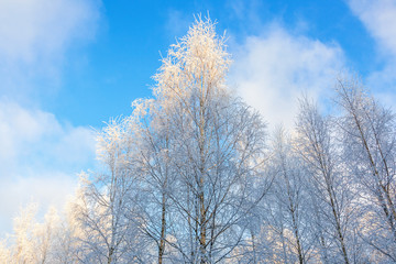Birch forest with frost in the trees