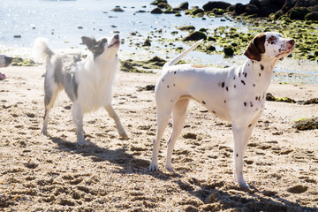 border collie and dalmata dogs on the beach