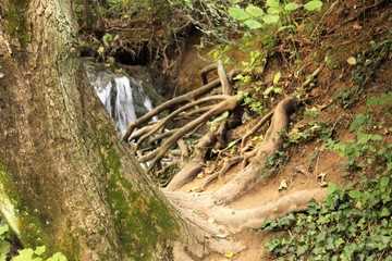 Tree roots.