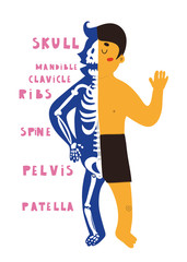 Skeleton anatomy for kids. Hand drawn vector illustration