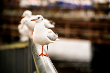 Black headed gulls on a railing of a river bridge