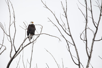 Perched Bald Eagle