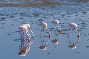 Fototapeta premium Greater Flamingos ( Phoenicopterus ruber roseus) eating with reflection on the surface, Walvis bay, Namibia.