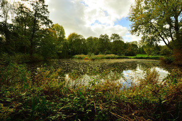Fototapeta premium Drzewa nad spokojnym jeziorem w późne pogodne popołudnie. 