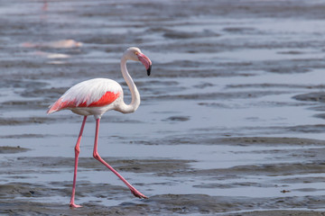Greater Flamingo ( Phoenicopterus ruber roseus) walking, Walvis bay, Namibia.